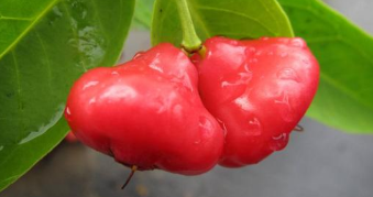 琼山区“云龙莲雾”获评国家地理标志证明商标 琼山区“云龙莲雾”获评国家地理标志证明商标