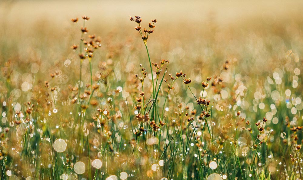 商标复审时间超过15天怎么办