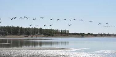 通榆向海大雁——地理标志证明商标 通榆向海大雁——地理标志证明商标