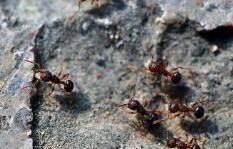 两只“蚂蚁”因商标权打架谁占理 法院：不构成侵权