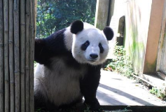 因 国宝“大熊猫“被抢注成汽车商标 500万拍卖狂