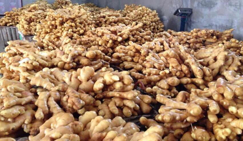 唐山:“丰润生姜”成为丰润首个地理标志证明商