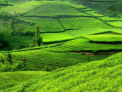 宁德注重提升商标品牌战略意识，挖掘“地标”