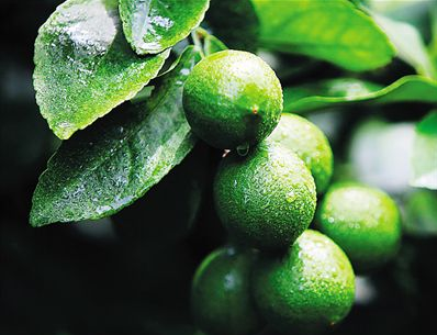 琼山打造​“琼山农品”形象logo等著名商标