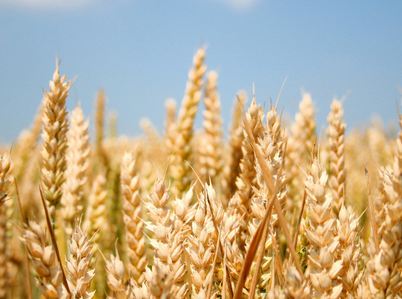 “馆陶黑小麦”成功注册地理标志证明商标