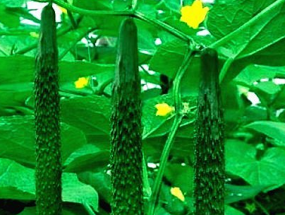 “曲堤”黄瓜被认定为中国驰名商标