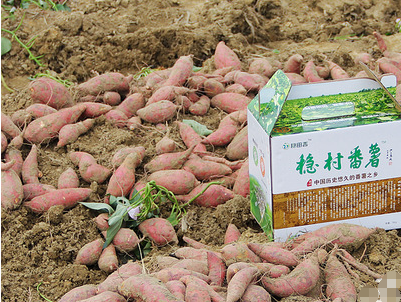 “稳村番薯”注册商标让贫困户当股东