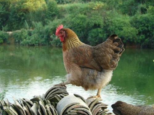 清远鸡获准注册证明商标