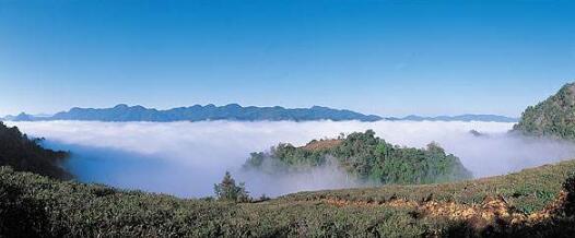 喜讯！云南勐海县16座名山名茶成功申报地理标志证明商标