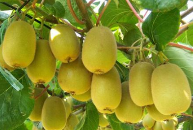 “广元黄茶”“广元纯黄茶”获国家地标证明商标