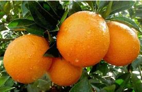 假冒注册商标赣南脐橙销售商、制假公司均受到