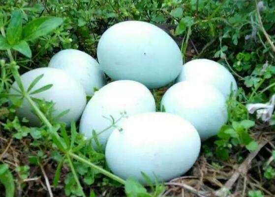 扬州商标注册重磅快讯：“扬州漆器”获地理标志证明商标殊荣