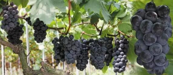 喜报！金华开发区四件商标被评为浙江省著名商标