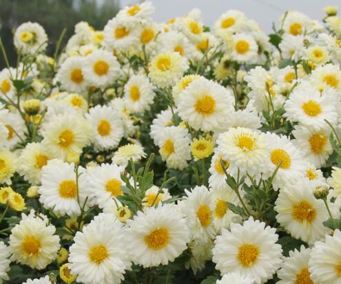 桐乡杭白菊亮相世界地理标志大会