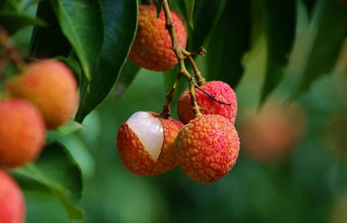 荔枝红了品牌还青涩