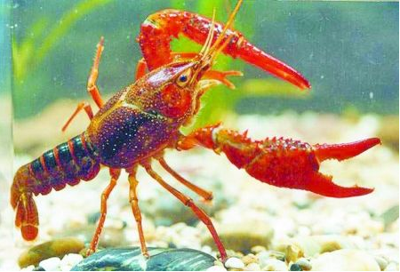 湖北荆州市闸口小龙虾喜获评中国地理标志证明商标