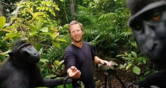 摄影师与猴子争版权，打了2年官司，终于获胜了！