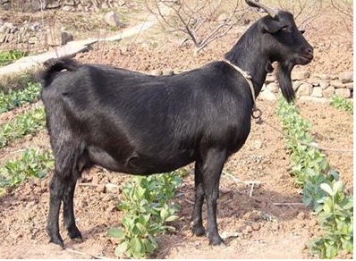 四川“营山黑山羊”荣获2017中华品牌博览会银奖