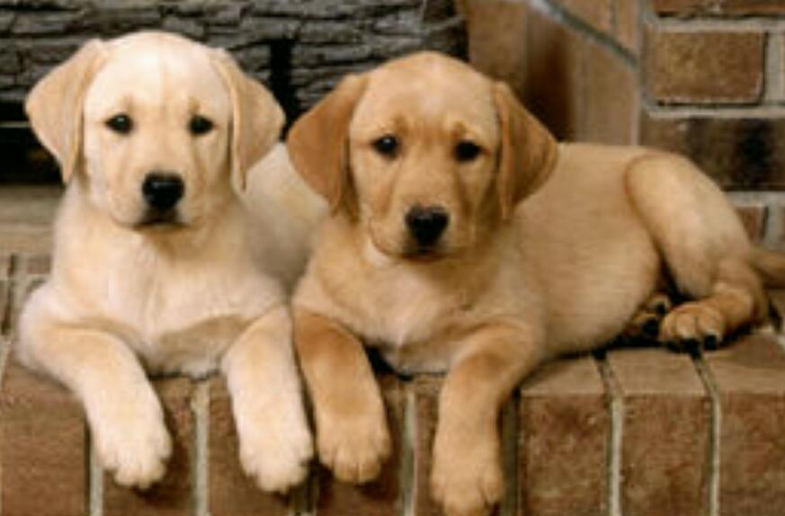 宠物商标属于第几类？