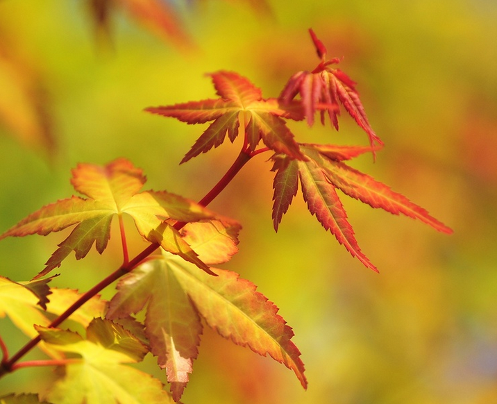 南京金陵黄枫申请专利 中山红注册商标