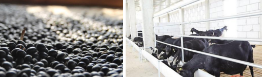 石山黑豆壅羊获国家地理标志认证