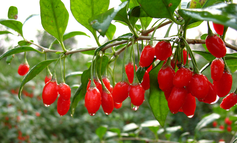 枸杞商标注册属于第几类