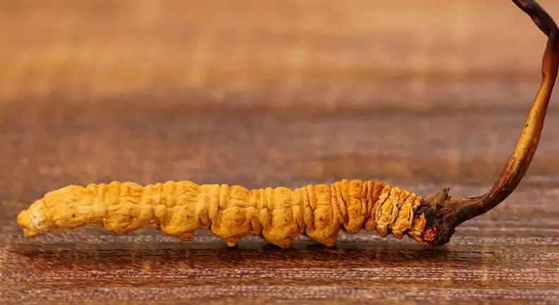 冬虫夏草商标注册属于第几类