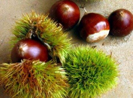 福建建瓯锥栗获评中国驰名商标