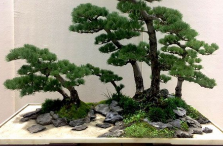 “如派”盆景首次大规模亮相上海 盆景七大流派之一名不虚传 “如派”盆景首次大规模亮相上海 盆景七大流派之一名不虚传