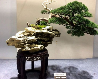 “如派”盆景首次大规模亮相上海 盆景七大流派之一名不虚传 “如派”盆景首次大规模亮相上海 盆景七大流派之一名不虚传