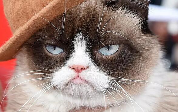 “不爽猫”因版权侵权获赔71万美元 “不爽猫”因版权侵权获赔71万美元