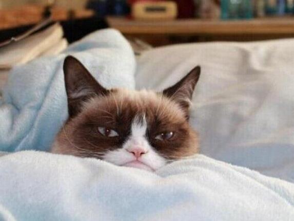 因丧脸走红 “不爽猫”版权受侵犯获赔71万美元 因丧脸走红 “不爽猫”版权受侵犯获赔71万美元