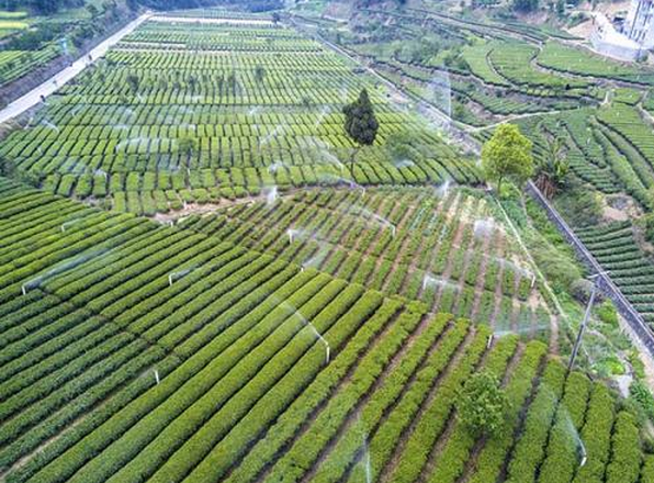 “三峡”茶叶国际商标成功 宜昌点军茶叶将首次迈出国门 “三峡”茶叶国际商标成功 宜昌点军茶叶将首次迈出国门