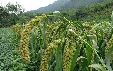 鄂尔多斯土特产来了!“乌审大红糜子”成功注册“地理标志商标”! 鄂尔多斯土特产来了!“乌审大红糜子”成功注册“地理标志商标”!