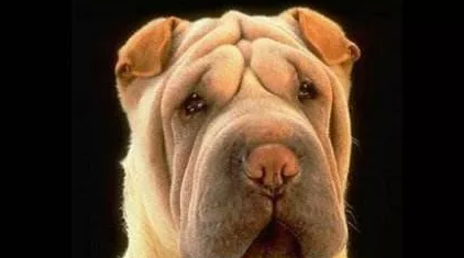 一枚到期了的商标的自白 一枚到期了的商标的自白