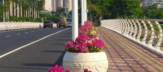 厦门15家生产户获“同安红”三角梅地理商标授权 厦门15家生产户获“同安红”三角梅地理商标授权