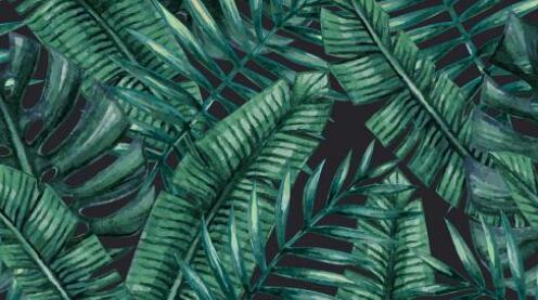 棕榈叶商标注册属于哪一类? 棕榈叶商标注册属于哪一类?