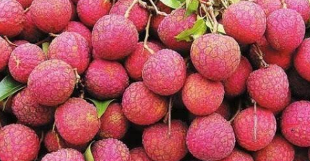 桂平“麻垌荔枝”获得地理标志证明商标认证